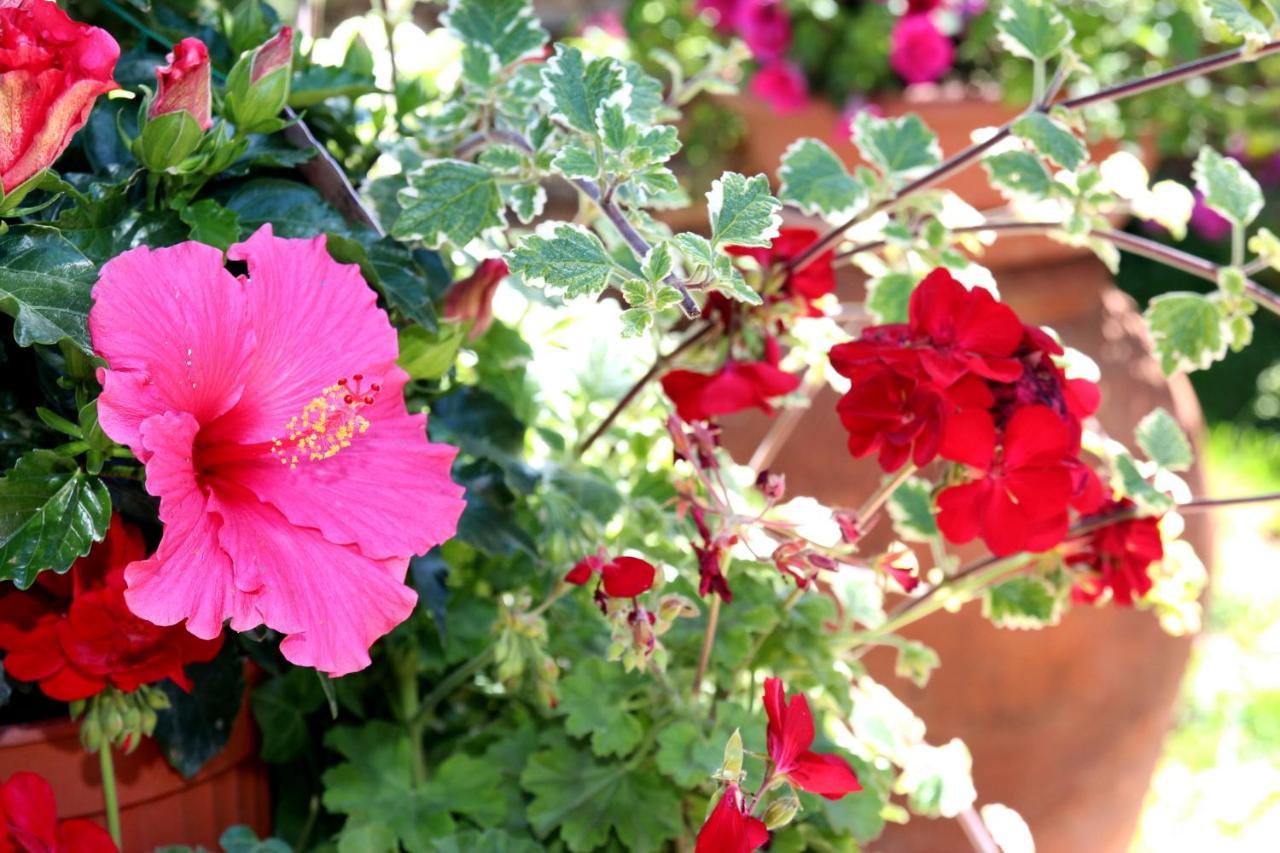 Apartment Elbaloves Appartaments Capoliveri (Isola d'Elba)